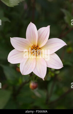 Dahlia 'fleurs' éthérée. Banque D'Images