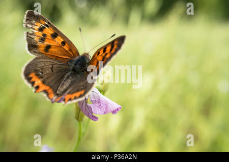 Lycaena phaleas le petit cuivre, le cuivre américain ou le cuivre commun est un papillon de la famille des papillons ailées de Lycaenids ou de gossamer. Banque D'Images