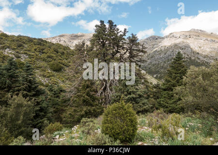 El Pinsapo de La Escaleretas, Abies pinsapo, Monument Naturel de l'espagnol sapin, sapin vivante la plus ancienne, la Sierra de las Nieves, Malaga, Espagne. Banque D'Images