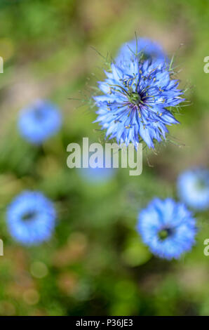 Nigella damascena plante au début de l'été avec différentes nuances de bleu à fleurs parterre Banque D'Images