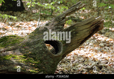 Berlin, Allemagne, trou dans un tronc d'arbre pourri Banque D'Images