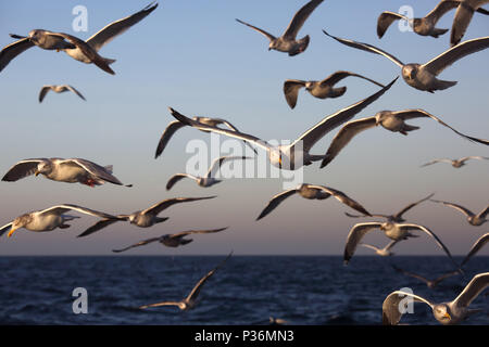 Wismar, Allemagne, Moewen en vol au dessus de la mer Baltique Banque D'Images
