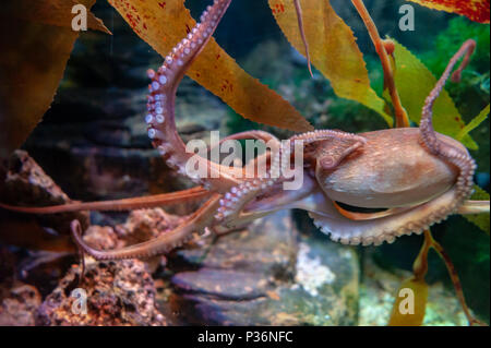 Poulpe (Octopus vulgaris), de mollusques regroupés dans la classe des céphalopodes avec des calmars, seiches et nautiloïdes, dans un aquarium Banque D'Images