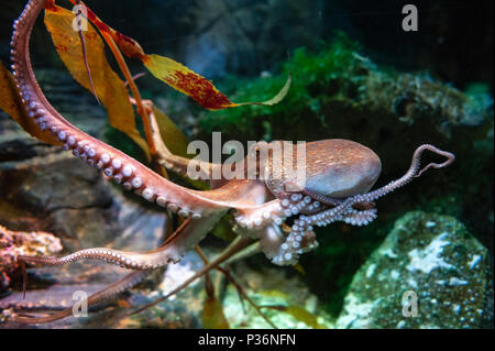 Poulpe (Octopus vulgaris), de mollusques regroupés dans la classe des céphalopodes avec des calmars, seiches et nautiloïdes, dans un aquarium Banque D'Images