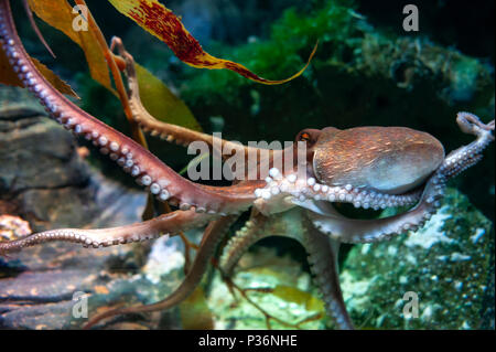 Poulpe (Octopus vulgaris), de mollusques regroupés dans la classe des céphalopodes avec des calmars, seiches et nautiloïdes, dans un aquarium Banque D'Images