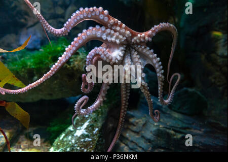 Poulpe (Octopus vulgaris), de mollusques regroupés dans la classe des céphalopodes avec des calmars, seiches et nautiloïdes, dans un aquarium Banque D'Images