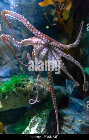 Poulpe (Octopus vulgaris), de mollusques regroupés dans la classe des céphalopodes avec des calmars, seiches et nautiloïdes, dans un aquarium Banque D'Images