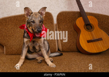 Gros chien chiot sur le canapé à côté de la guitare Banque D'Images
