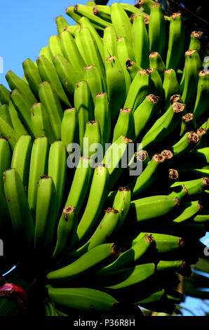 Plante de banane verte à Tenerife, Îles Canaries, Espagne Banque D'Images