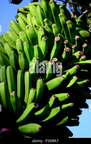 Plante de banane verte à Tenerife, Îles Canaries, Espagne Banque D'Images