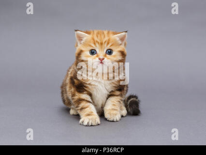 Petit Chaton British en race sur fond gris Banque D'Images