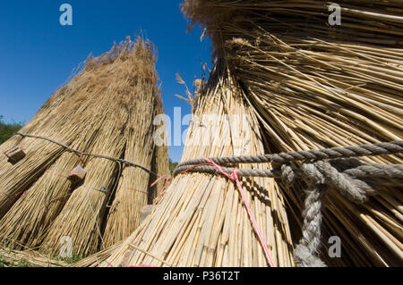 Garz, Allemagne, cut reed Banque D'Images