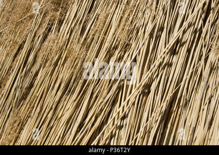 Garz, Allemagne, cut reed Banque D'Images