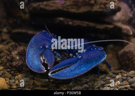 Les écrevisses bleu aquarium sealife exotiques en arrière-plan Banque D'Images