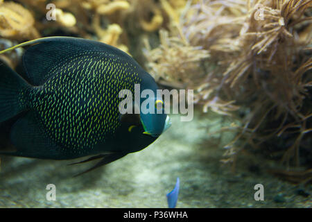 Poissons en aquarium ou ubder sur l'eau du réservoir de la ferme du poisson de fond Sealife Banque D'Images