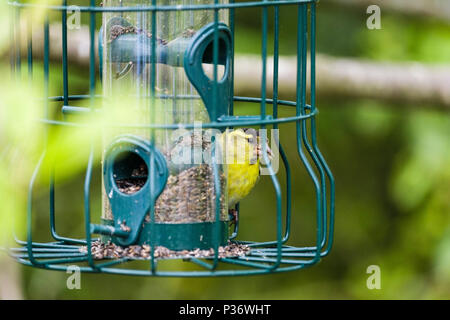 Tarin des pins (Carduelis spinus eurasienne) mâle finch au printemps sur un plumage jardin mangeoire dans une haie. Le Nord du Pays de Galles, Royaume-Uni, Angleterre Banque D'Images