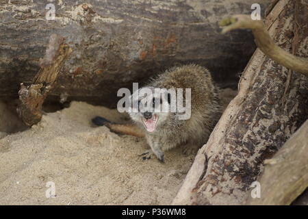 Meerkat Banque D'Images