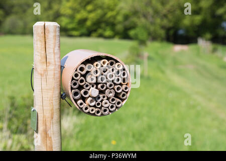 Un hôtel de l'abeille (BEE) dans Wytham Woods, Oxfordshire, UK Banque D'Images