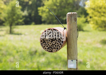 Fort d'une abeille (BEE) de l'hôtel dans la région de Wytham Woods, Oxfordshire, UK Banque D'Images