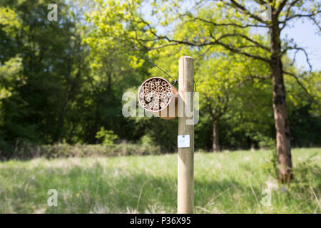 Un hôtel de l'abeille (BEE) dans Wytham Woods, Oxfordshire, UK Banque D'Images