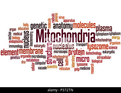 Les mitochondries, mot concept cloud sur fond blanc. Banque D'Images