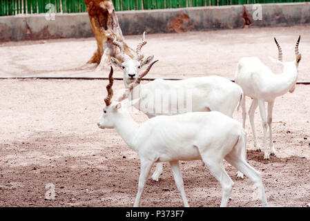 L'antilope Blackbuck blanc Banque D'Images
