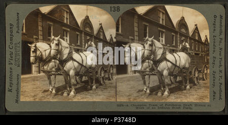 10 Un champion de l'équipe de chevaux percherons au travail sur un stock farm, par Keystone View Company Banque D'Images