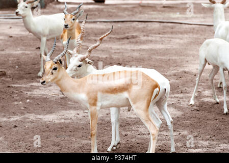 L'antilope Blackbuck blanc Banque D'Images