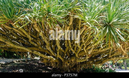 Arbre Dragon dans un jardin 1. Banque D'Images