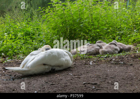 Un cygne donne sur sa couvée de poussins en milieu urbain Banque D'Images
