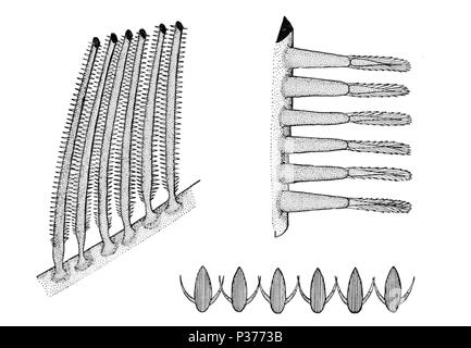 . Anglais : 1-six d'une série de courtes gill-attaché au gill-arch, montrant ythe projection de rangées de crochets, agrandie 50 fois. 2-Six des hameçons à la Gill raker-, agrandie 178 fois. 3-diagramme de gill-courtes en section transversale, montrant l'angle à crochets qui projet à partir de leur point d'attache dans la cavité vers la gorge, et le courant d'eau passant hors de lui. 1910. United States Fish Commission 2 branchies2 Banque D'Images