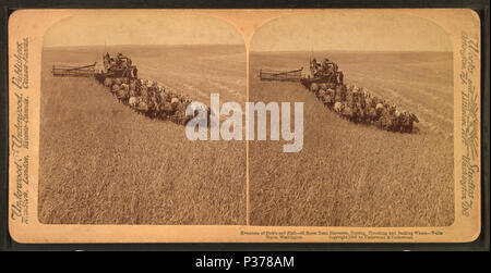 . Anglais : évolution de la drépanocytose et un broyeur, 33 chevaux, la coupe, l'ensileuse et le battage du blé, limogeage Walla Walla, Washington. . Date de publication : 1902. Référence : 1902. Mentions légales Source : 1870 ?-1920 ?. Point numérique publié le 1-25-2006 ; mise à jour 2-13-2009. 98 Évolution de la drépanocytose et un broyeur, 33 chevaux, la coupe, l'ensileuse et le battage du blé, limogeage Walla Walla, Washington, à partir de Robert N. Dennis collection de vues stéréoscopiques 2 Banque D'Images