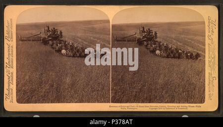 98 Évolution de la drépanocytose et un broyeur, 33 chevaux, la coupe, l'ensileuse et le battage du blé, limogeage Walla Walla, Washington, à partir de Robert N. Dennis collection de vues stéréoscopiques 3 Banque D'Images
