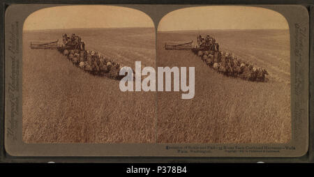 . Anglais : évolution de la faucille et un broyeur, 33 l'équipe a combiné l'ensileuse, Walla Walla, Washington. . Date de publication : 1902. Référence : 1902. Mentions légales Source : 1870 ?-1920 ?. Point numérique publié le 1-25-2006 ; mise à jour 2-13-2009. 98 Évolution de la faucille et un broyeur, 33 l'équipe a combiné l'ensileuse, Walla Walla, Washington, à partir de Robert N. Dennis collection de vues stéréoscopiques 2 Banque D'Images