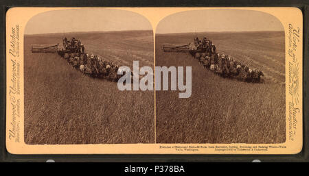 98 Évolution de la drépanocytose et un broyeur, 33 chevaux, la coupe, l'ensileuse et le battage du blé, limogeage Walla Walla, Washington, à partir de Robert N. Dennis collection de vues stéréoscopiques Banque D'Images