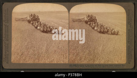. Anglais : évolution de la faucille et un broyeur, 33 l'équipe a combiné l'ensileuse, Walla Walla, Washington. . Date de publication : 1902. Référence : 1902. Point numérique publié le 1-25-2006 ; mise à jour 2-13-2009. 98 Évolution de la faucille et un broyeur, 33 l'équipe a combiné l'ensileuse, Walla Walla, Washington, à partir de Robert N. Dennis collection de vues stéréoscopiques Banque D'Images