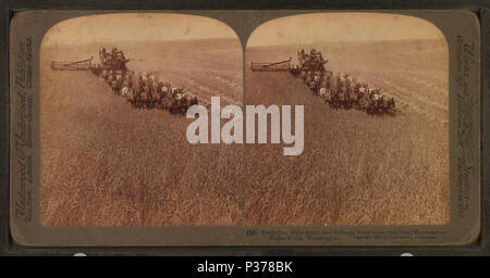 98 Évolution de la faucille et un broyeur, 33 l'équipe a combiné l'ensileuse, Walla Walla, Washington, à partir de Robert N. Dennis collection de vues stéréoscopiques 3 Banque D'Images