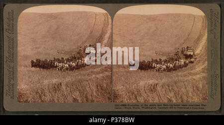 98 Évolution de la faucille et un broyeur, 33-l'équipe a combiné l'ensileuse, Walla Walla, Washington, à partir de Robert N. Dennis collection de vues stéréoscopiques Banque D'Images