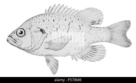 . Lepomis gulosus . 1910. United States Fish Commission 3 Lepomis gulosus1 Banque D'Images