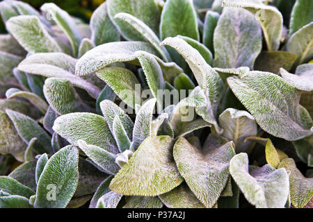 Fond floral vert, la couverture du sol de feuilles de plantes. Oreille d'Agneaux d'herbe. Une belle plante herbacée vivace avec des feuilles moody Banque D'Images