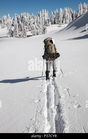 Ou02516-00...OREGON - Vicky ski de printemps autour de lac de cratère sur la route près de North Rim Junction de Crater Lake National Park. (MR N° S1) Banque D'Images