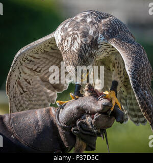 Le Faucon gerfaut (Falco rusticolus) sont les plus grandes espèces de Falcon. L'oiseau est assis sur le poing du fauconnier à la fauconnerie. Banque D'Images