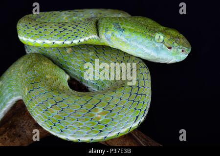 L'Indonesian Pit Viper (Parias hageni) est un grand arbre viper espèces présentes sur l'île de Sumatra et la Banka parties de l'Indonésie. Banque D'Images