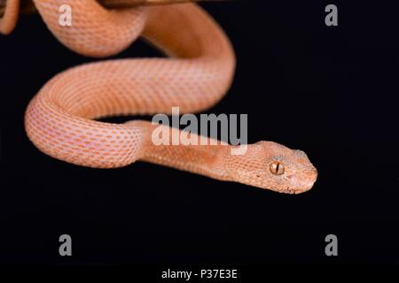 Une très rare (un dans le monde) Leucistic Pit Viper Mangrove (Trimeresurus purpureomaculatus) Banque D'Images