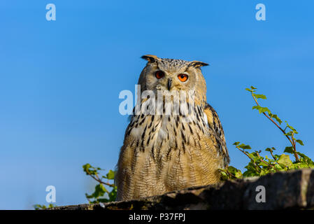 Grand Owl (Bubo Bubo) assis sur le moignon, close-up, photo nature Banque D'Images