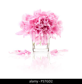 Fleurs de pivoine isolated on white Banque D'Images