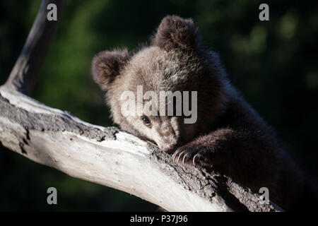 Bébé ours cub de mordre sur l'arbre et la tenue avec des griffes brach sur sunny day Banque D'Images