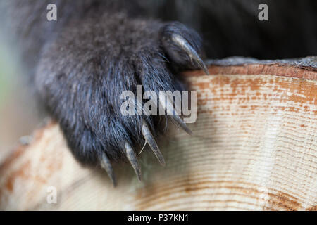 Macro close up Bear Paw avec pinces à couper le bois d'épinette Banque D'Images