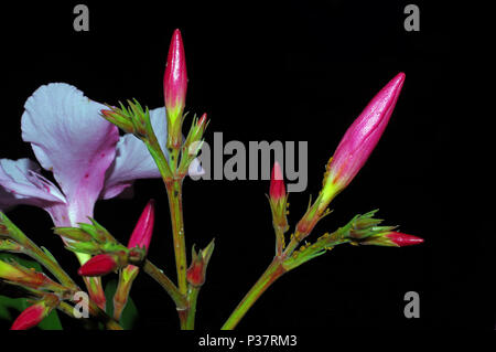 Close-up de lauriers roses Banque D'Images