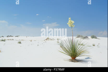 Yucca plante à fleurs blanches sur le sable du désert dans le sud du Nouveau Mexique Banque D'Images